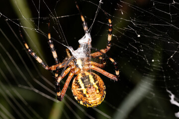 a wasp spider with prey in its web