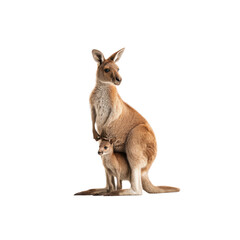 Red Kangaroo Mother and Joey on White Background