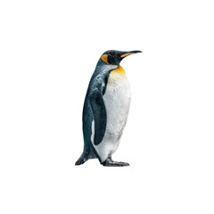 Obraz premium Majestic King Penguin Standing on Black Background