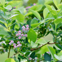 Pink blueberry fruits growing on a green bush with fresh leaves.