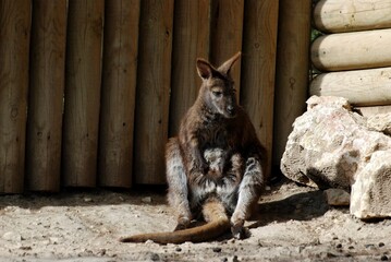 kangaroo in the zoo