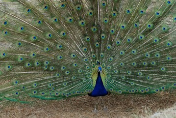 Obraz premium peacock with feathers