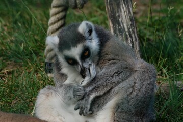 ring tailed lemur
