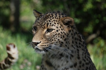 portrait of a leopard
