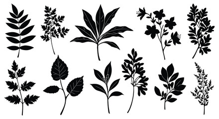 various botanical illustrations showing diverse leaf shapes and plants