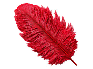 Single vibrant red ostrich feather isolated on black background, Isolated On White Background, Png Transparent