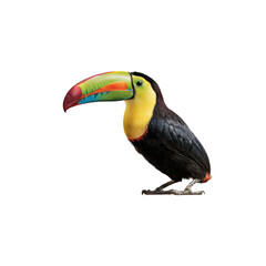 Fototapeta premium Vibrant Keel-billed Toucan Perched on Black Background