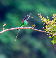 bee eater perched on a branch