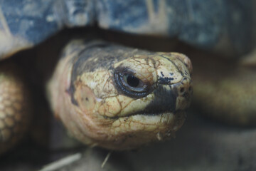 Turtle resting quietly on the ground in natural habitat