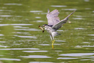 great blue heron ardea cinerea