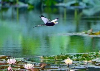 butterfly on the pond