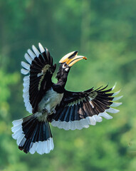 black winged blackbird