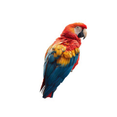 Fototapeta premium Scarlet Macaw Bird Profile View on Black Background