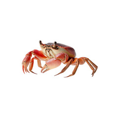 Vibrant Red Crab on Black Background Close-Up Studio Shot