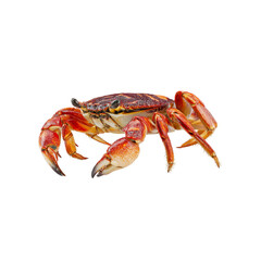 Vivid Red Rock Crab on Black Background - Detailed Close-Up