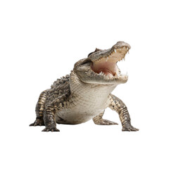 Young Crocodile with Open Mouth, Isolated on Black Background