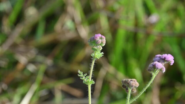 Ageratum houstonianum flower. Its common names flossflower,&nbsp;goatweed,&nbsp;pussy foot flower and &nbsp;Mexican paintbrush. This is a cool-season&nbsp;annual plant&nbsp;often grown as&nbsp;bedding&nbsp;in gardens.