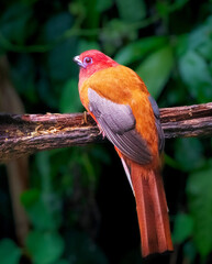 red cardinal on a branch