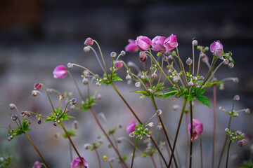 Pink Japanese anemone with flowers and buds in garden. Anemone hupehensis, or commonly called...
