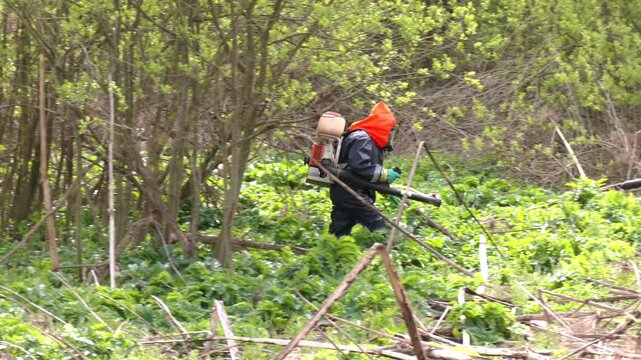 Mowing and Herbicide Treatment of Sosnovsky Hogweed. This aggressive species is known for its phototoxic sap and rapid spread. Spraying of hogweed with herbicides. Destruction of hogweed
