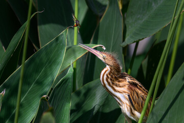 great blue heron ardea cinerea