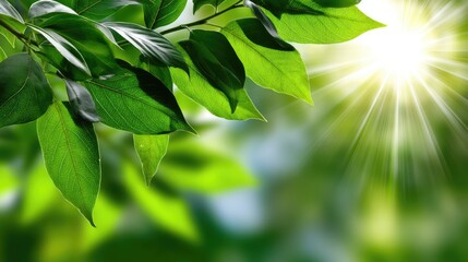 Fresh green leaves catching sunlight create a serene atmosphere, showcasing the beauty of nature