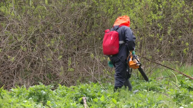Mowing and Herbicide Treatment of Sosnovsky Hogweed. This aggressive species is known for its phototoxic sap and rapid spread. Spraying of hogweed with herbicides. Destruction of hogweed
