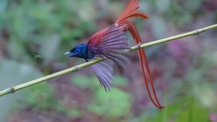 blue dragonfly on a branch