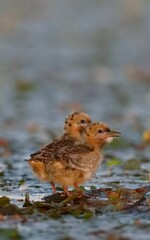 a small bird in water