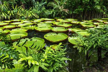 Amazonian lily in water, the largest aquatic plant in the world in Belem do Para, Brazil