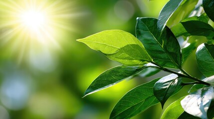Obraz premium Vibrant green leaves illuminated by sunlight, creating a serene atmosphere. Ideal for nature-themed projects, promoting growth, and emphasizing environmental beauty.
