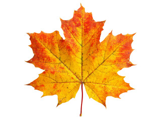 Fototapeta premium Vibrant autumn maple leaf isolated on black background, Isolated On White Background, Png Transparent