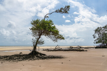 Barra velha beach at Soure, Marajo in Para, Brazil. Beautiful beach and mangrove trees with their...