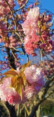 pink cherry blossom in spring