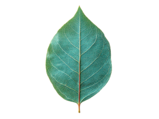 Single teal leaf isolated on black background botanical nature, Isolated On White Background, Png Transparent