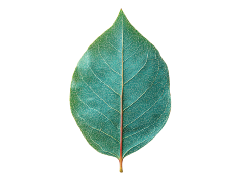 Single teal leaf isolated on black background botanical nature, Isolated On White Background, Png Transparent