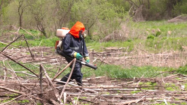 Mowing and Herbicide Treatment of Sosnovsky Hogweed. This aggressive species is known for its phototoxic sap and rapid spread. Spraying of hogweed with herbicides. Destruction of hogweed

