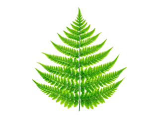 Vibrant green fern frond isolated on black background botanical illustration, Isolated On White Background, Png Transparent