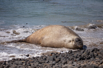 Sammy the Southern Elephant Seal on the beach in  Portland
