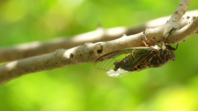 Black cicada (Cryptotympana facialis) moving while chirping