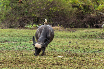 Water Buffalo with a bird on its back at a rural property called Fazenda at Soure in Marajo Island,...