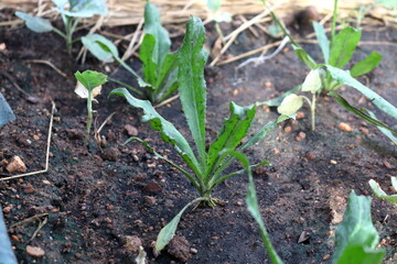 Eryngium foetidum or culantro cultivated and growing on dark ground in Thailand. Another name Long coriander, Sawtooth coriander, Mexican coriander or Spiny coriander.