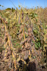 収穫前のダイズ畑 山形県庄内