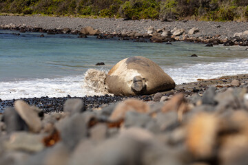 Sammy the Southern Elephant Seal on the beach in  Portland