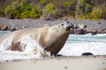 Sammy the Southern Elephant Seal on the beach in  Portland