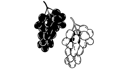 Two bunches of grapes one filled with black and one outlined in black on a white background image