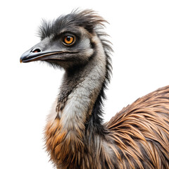 Emu Large Emu Bird With