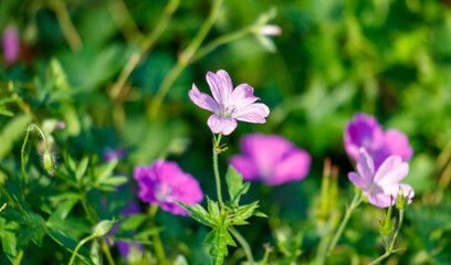 A bunch of pink flowers are in a field