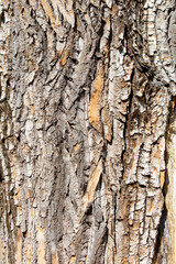 A tree trunk with a lot of bark