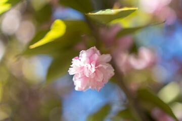 Cherryblossom Spring Bloom: Pink flower blooming on tree branch during springtime for beauty.